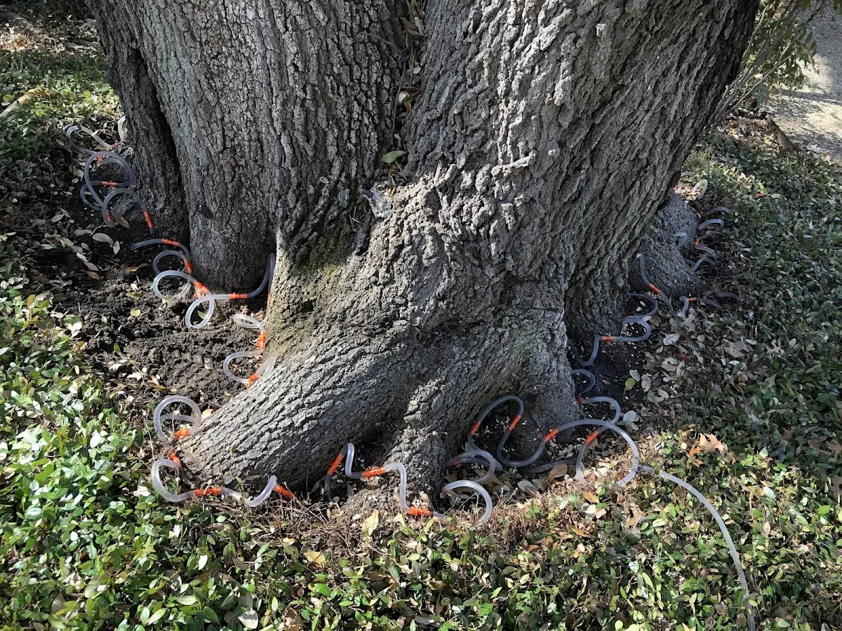 Detailed Tree Cabling and Bracing job site in Rigby