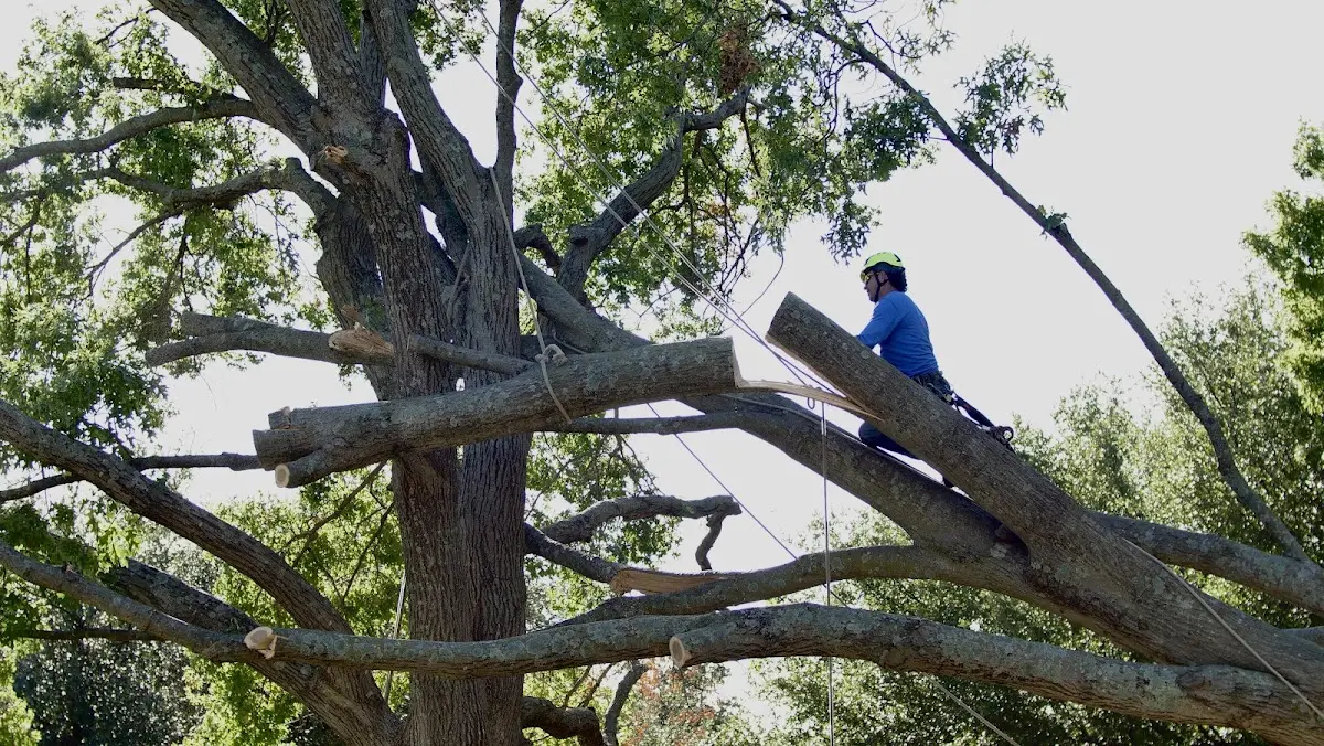 Professional Hazardous Tree Removal performed by certified arborists in Rigby